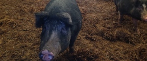 NC A&T Swine Farm Pasture Pigs